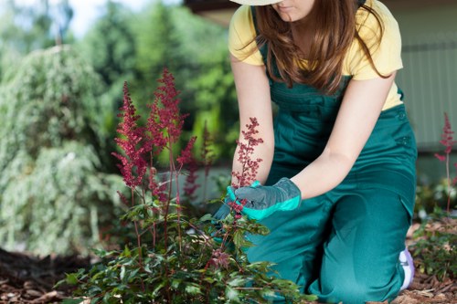 Choosing a reputable tree removal service